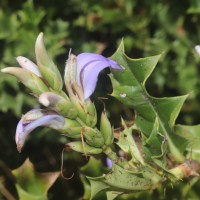 Acanthus ilicifolius L.